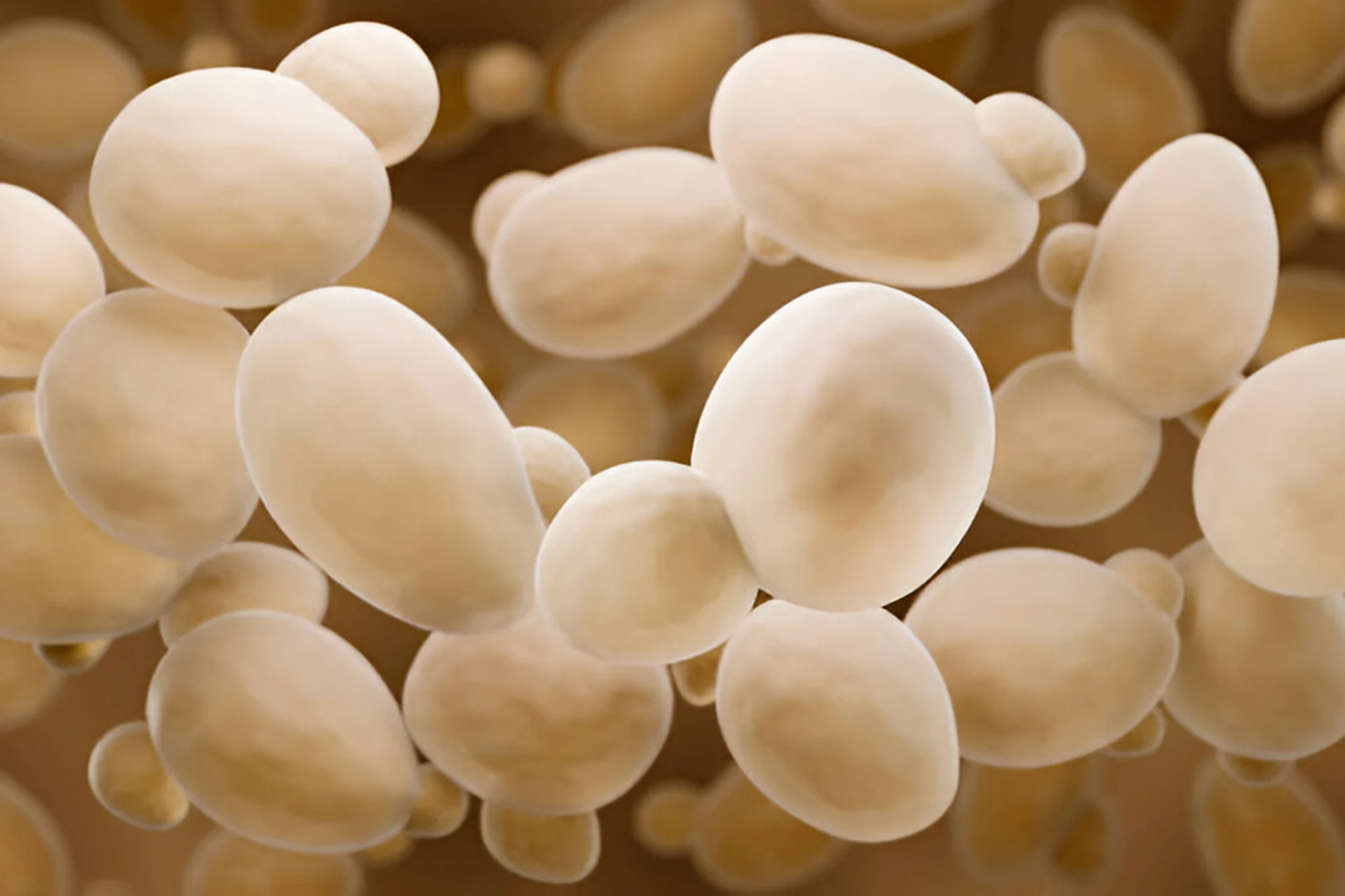 Choosing the Right Yeast Strain for Ethanol Fermentation
