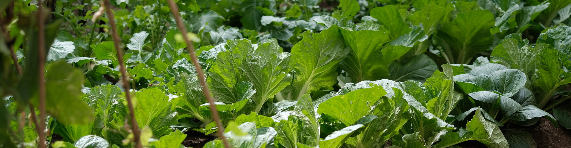 Cabbage cultivation