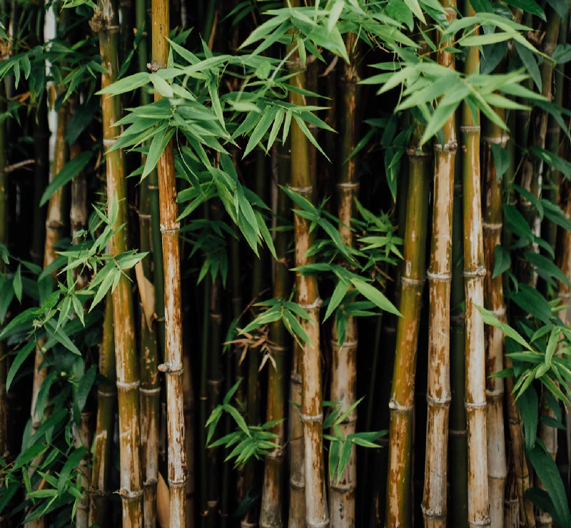 Bamboo grove