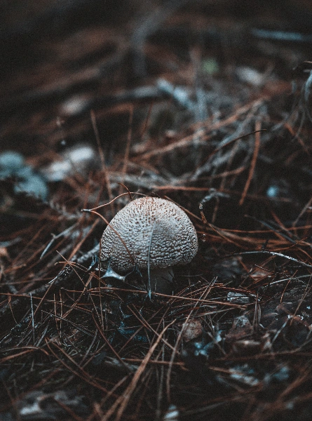 Forest fungi