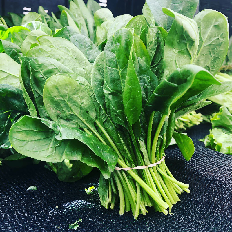 Leafy vegetable cultivation