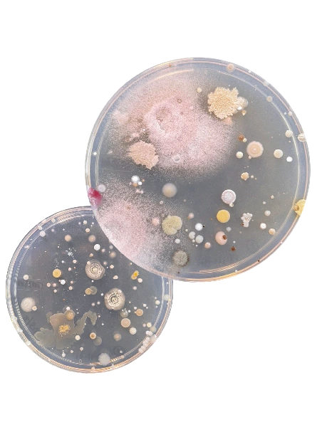 Microbial culture