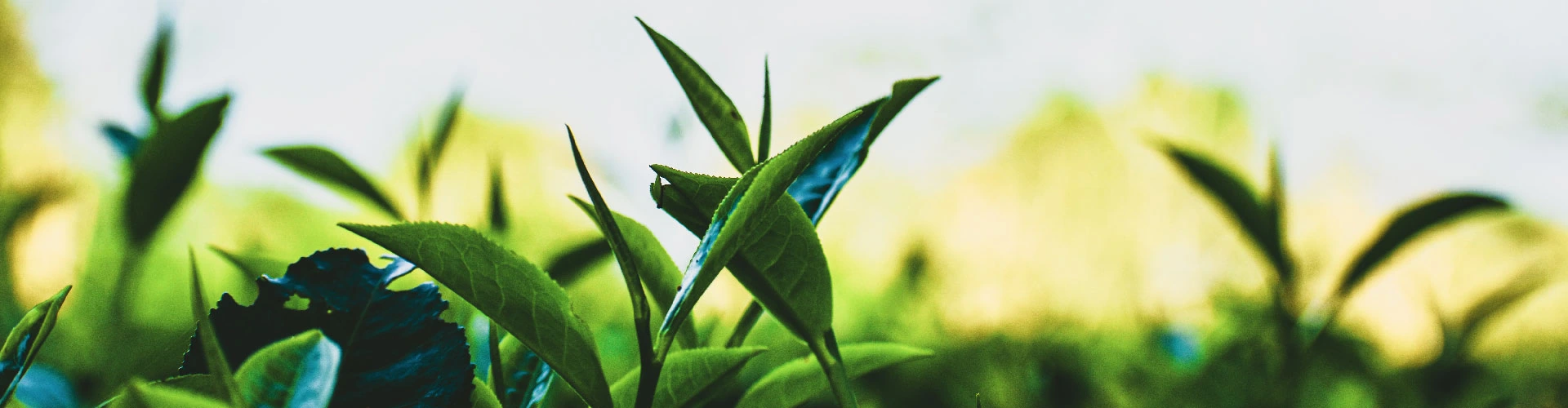 Tea garden
